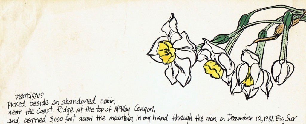 Narcissus-Big-Sur-Dec-81
